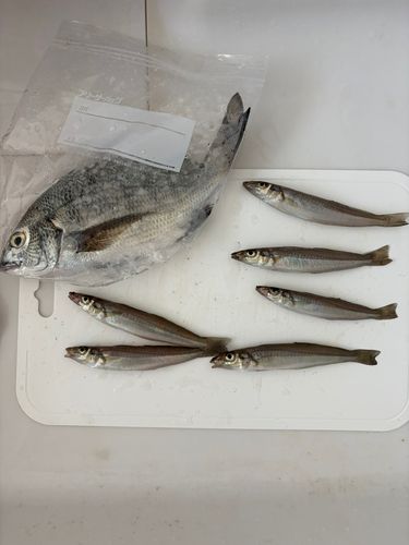 シロギスの釣果