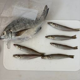 シロギス