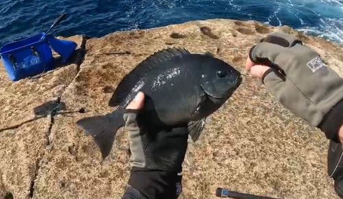 オナガグレの釣果