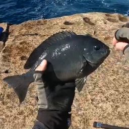 オナガグレ