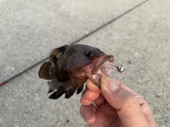 キジハタの釣果