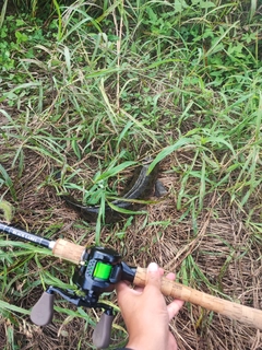 ライギョの釣果