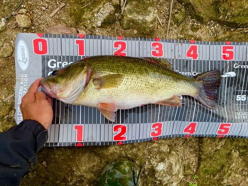 ブラックバスの釣果