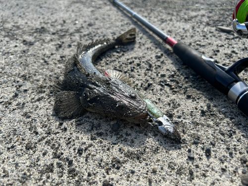 マゴチの釣果