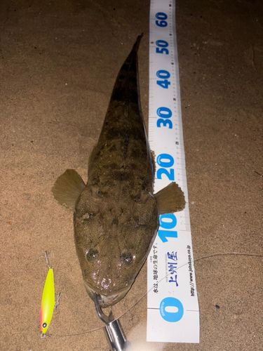 マゴチの釣果