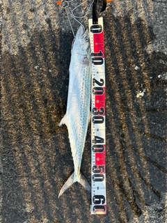 サゴシの釣果