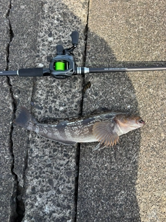 クロソイの釣果