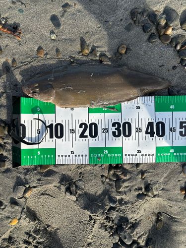 シタビラメの釣果