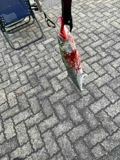 サゴシの釣果