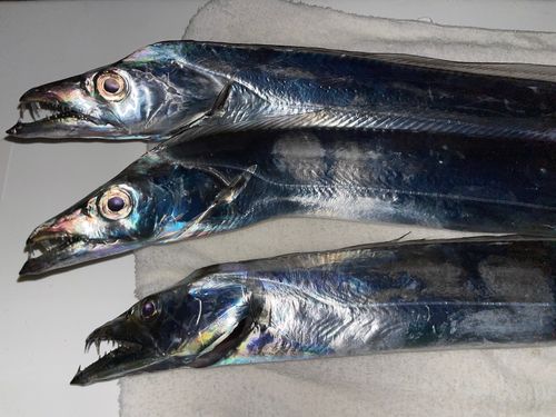 タチウオの釣果