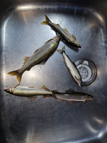 アユの釣果