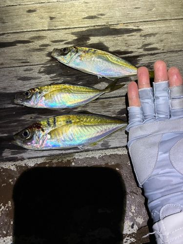 アジの釣果