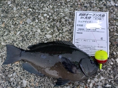 メジナの釣果