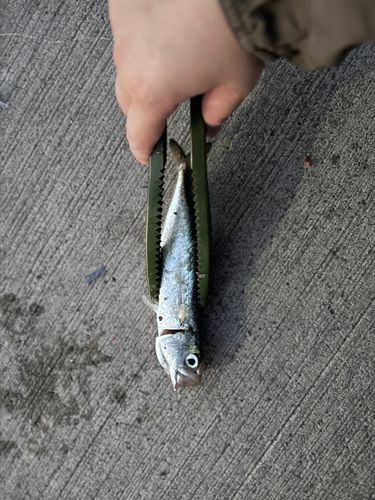 サバの釣果