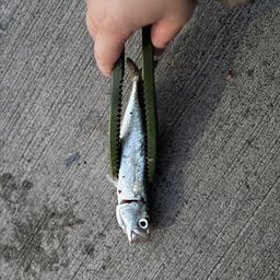 サバ