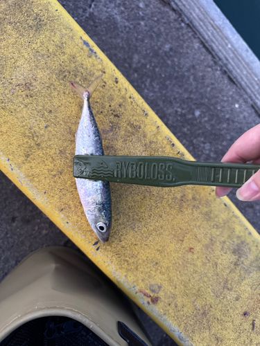 サバの釣果