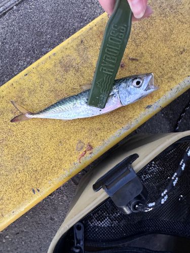 サバの釣果