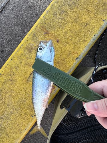 サバの釣果