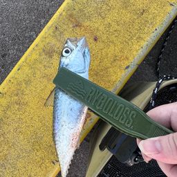 サバ
