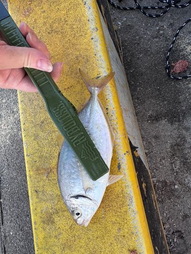 シマアジの釣果