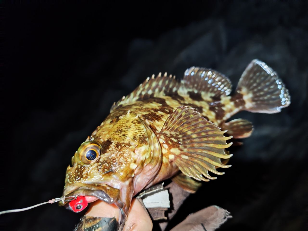 DAIWA 21エメラルダス X ボート 65MLS-Sの最安値・インプレ