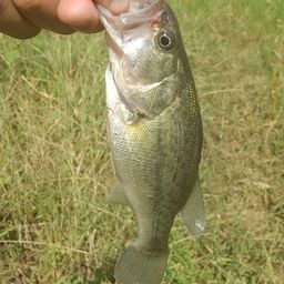 ラージマウスバス