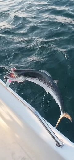 サゴシの釣果