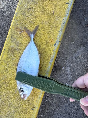 シマアジの釣果