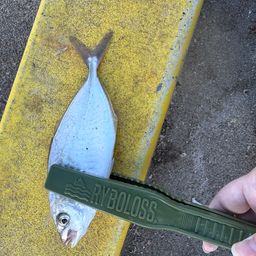 シマアジ