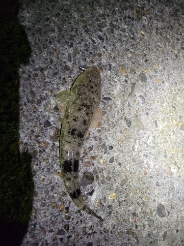 キジハタの釣果