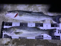 スズキの釣果