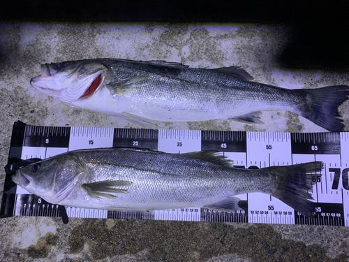 スズキの釣果