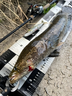 ライギョの釣果
