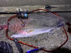 スズキの釣果
