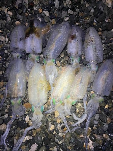 アオリイカの釣果