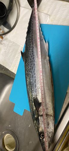 サゴシの釣果