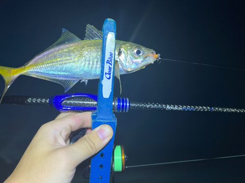 マアジの釣果