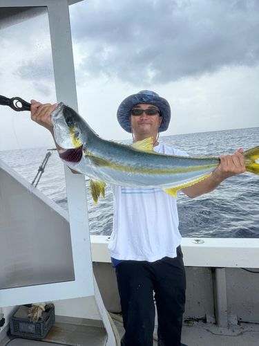 ヒラマサの釣果