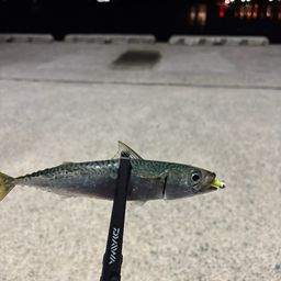 サバ