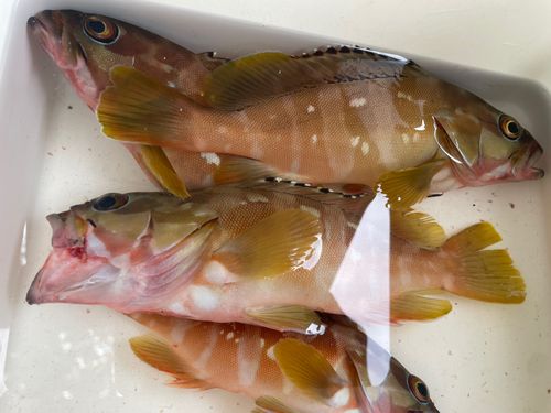 アカハタの釣果