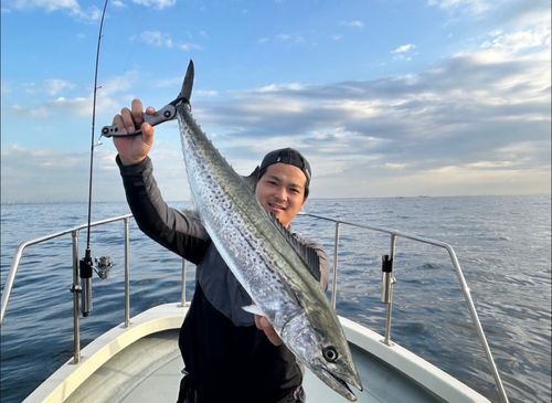 サワラの釣果