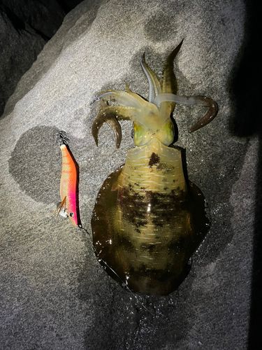アオリイカの釣果