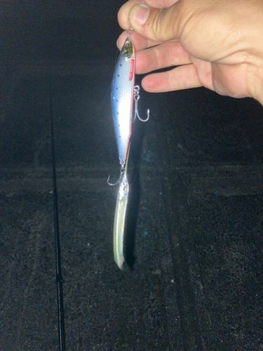 サヨリの釣果