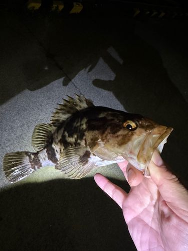 船越湾（岩手）
