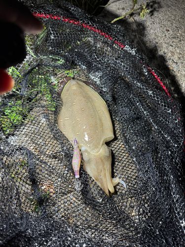 コウイカの釣果