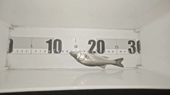 セイゴ（マルスズキ）の釣果
