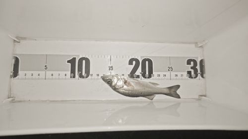 セイゴ（マルスズキ）の釣果
