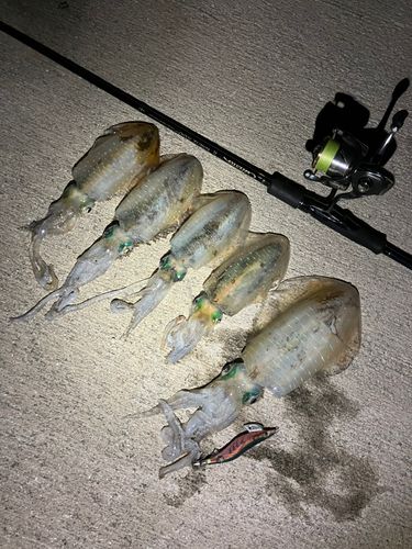 アオリイカの釣果