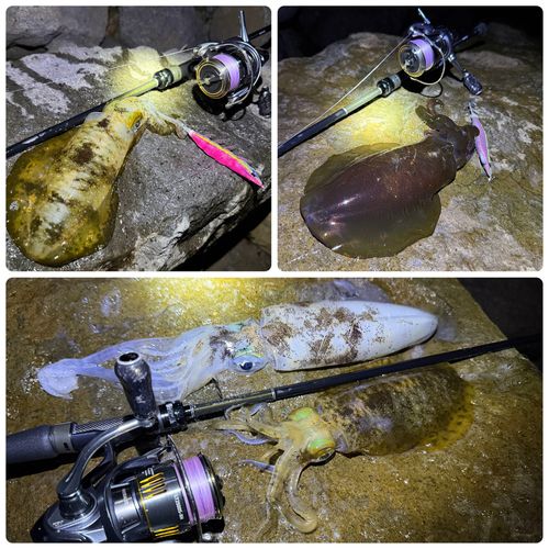 アオリイカの釣果