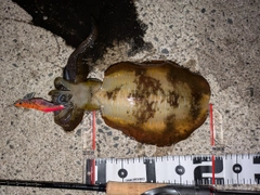 アオリイカの釣果